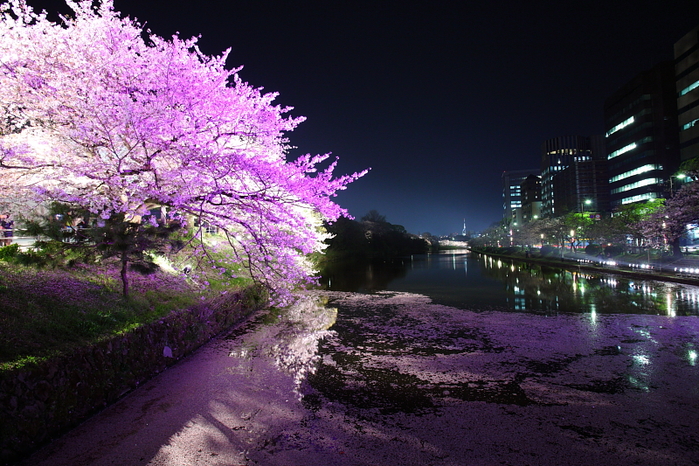 sakura